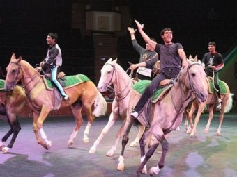 В Москве три артиста цирка пострадали во время конного номера